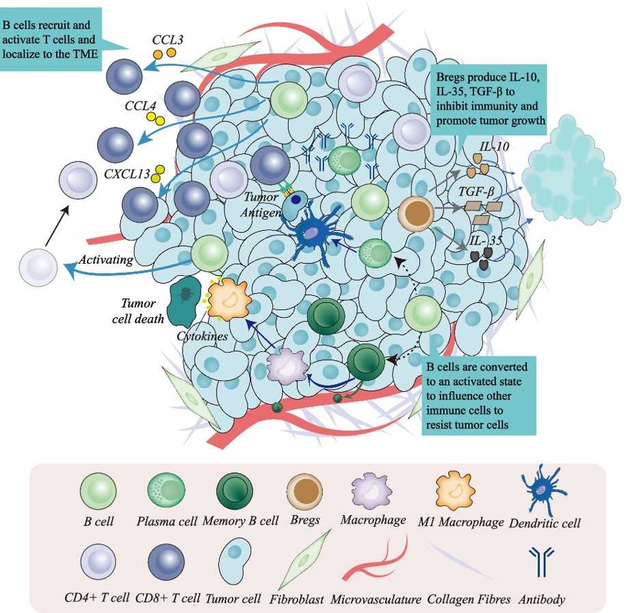 Fig.1 Crosstalk of B cells with other immune cells in the tumor microenvironment. 